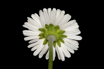 Daisy (Bellis perennis). Flowering Capitulum Closeup © Valery Prokhozhy