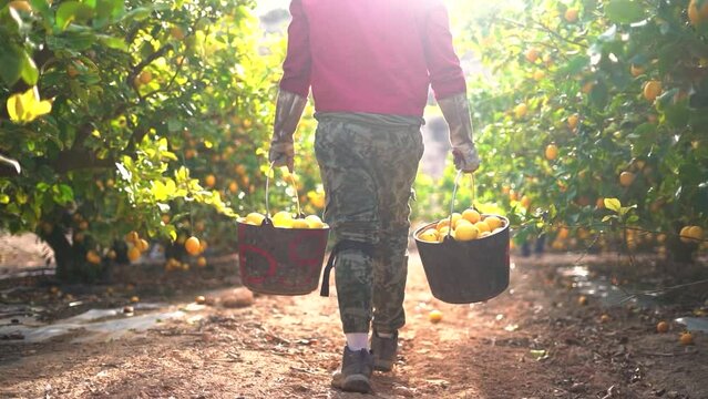 Worker picks and collect lemon, lemons in boxes at lemon plantation, Agricultural field, Man chooses the best lemons and gets rid of the bad ones, separating by colors