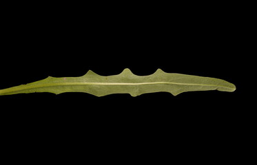 Autumn Hawkbit (Scorzoneroides autumnalis). Leaf Closeup