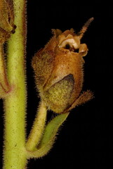 Snapdragon (Antirrhinum majus). Dehisced Fruit Closeup