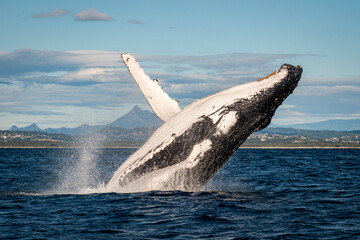 Whale breaching in front of Mount Warning, Australia along the humpback highway
