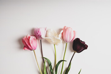 Floral composition with beautiful colorful tulips in full bloom on white background, top view, flat...