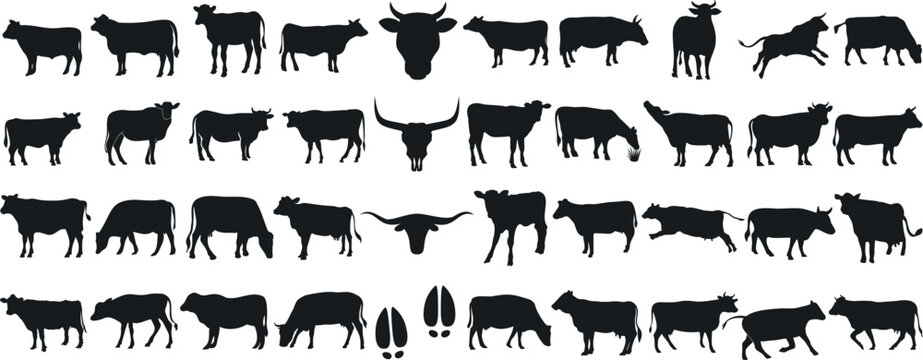 Cow silhouette, black cows on white, farm, dairy, livestock, animal, agriculture, graphic, cow, cattle, bull, calf, horns, tail