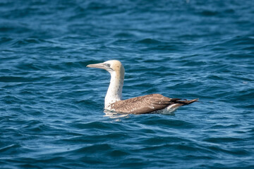 Australasian Gannet in the wild
