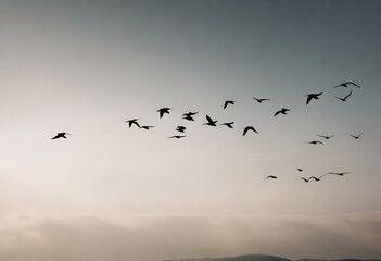 migratory birds flying on sky, minimal style	
