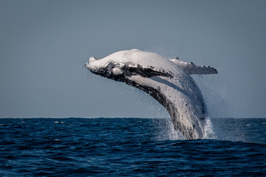 Whale breaching in the ocean - Powered by Adobe