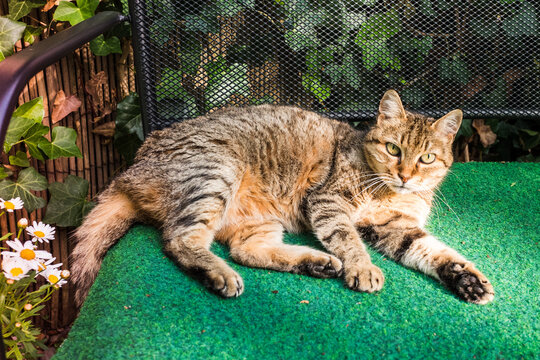 Liegende Katze