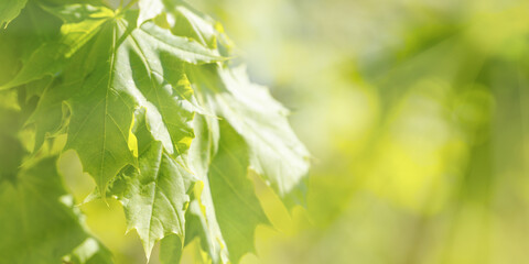 Fresh Green Maple Leaves at Sunlight, green yellow vibrant color spring nature blurred background,...