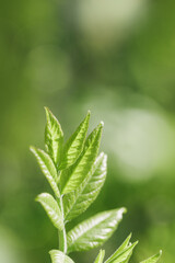 Fresh Green Maple Leaves at Sunlight, green yellow vibrant color spring nature blurred background, copy space, young leaf on branch tree, natural aesthetic soft focus landscape