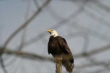 Bald Eagle