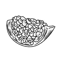 Pomegranate fruit. Hand drawn engraving. Editable vector vintage illustration. Isolated on light background.