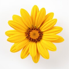 Yellow Daisy. Beautiful Wildflower with Yellow Blossom, Isolated on White Background