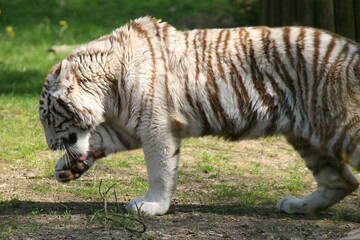 white tiger in a zoo in france