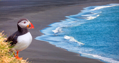 Atlantic puffins (Fratercula arctica) on a rock - Reynisfjara black sand beach, near the village of...