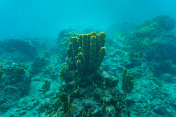 A big chimney orange coral underwater. High quality photo