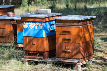 Hives with bees flying around