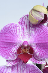 details of white and pink orchid close-up on white background