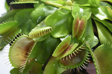 details of carnivorous plant on white background