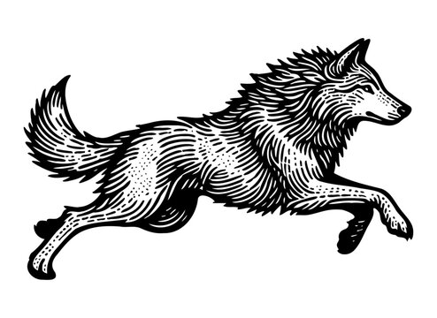 running wolf sketch