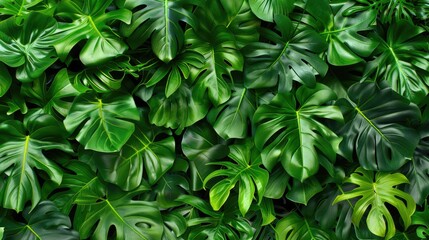 Lush Monstera Leaves Pattern for Exotic Botanical Backgrounds