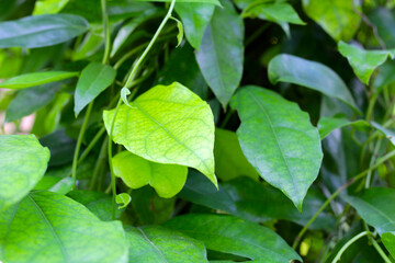 Fototapeta na wymiar Fresh tiliacora triandra green leaves