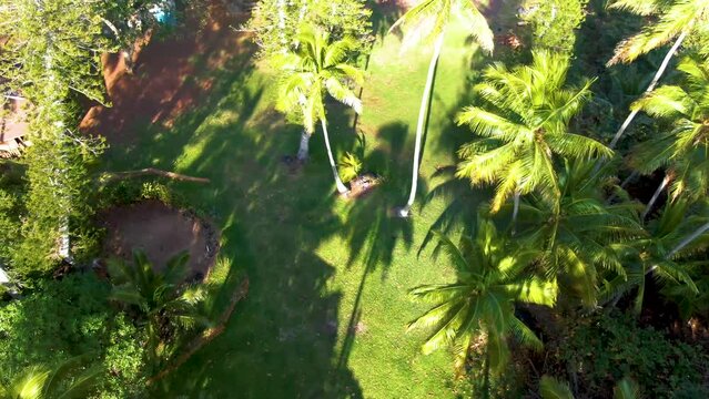 Aerial birdseye of vegetation and parked cars revealing Koki Beach, Hawaii