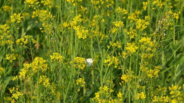 Rapeseed provides good soil cover over winter to prevent soil erosion, produces biomass, suppresses weeds, and can improve soil tilth with its root system, agriculture industry.