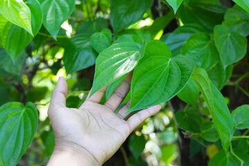 Green leaves of betel plant