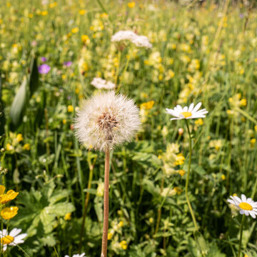 Pusteblume in mitten einer Blumenwiese