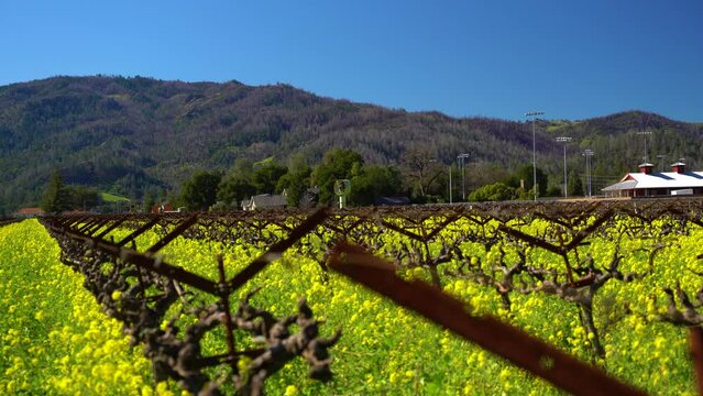 tips of vineyard stacks and yellow mustard flowers blowing in the wind in the Napa Valley California.