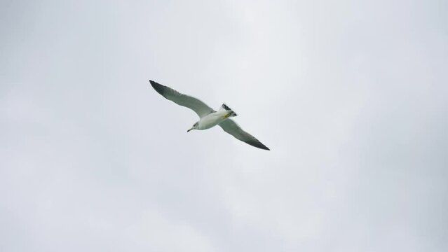 Grey-headed gull Flying on overcast day at Seaside 4k