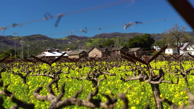 slow push back on Wind slowing making mustard flowers dance in a winery between vineyard vines in The Napa Valley.