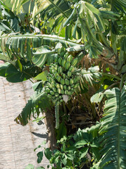 Musa Florida Variegated in garden for show,selective focus.