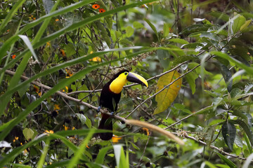 Choco toucan (Ramphastos brevis) sitting on a branch in the middle of the jungle. A large toucan in green with a green background.