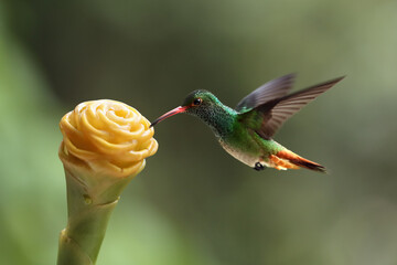A male rufous-tailed hummingbird (Amazilia tzacatl) flaps its wings and drinks nectar from a yellow flower in a green jungle. Hummingbird with a rusty tail and a green background.