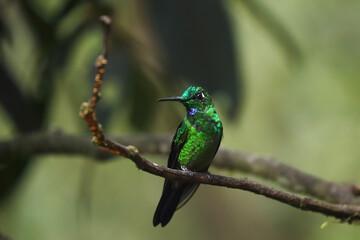Green-crowned brilliant (Heliodoxa jacula) sitting on the branch in the tropical rainforest with green background. A large hummingbird sitting on a branch in the wild.