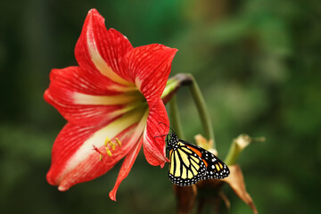 Monarch butterfly (Danaus plexippus) with yellow and orange wings sitting on red flower Barbados Lily (Hippeastrum puniceum) with green background