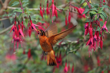 The shining sunbeam (Aglaeactis cupripennis) orange hummingbird flapping wings and drinking nectar from red flower in green jungle. A beautiful rusty hummingbird in the middle of red flowers.