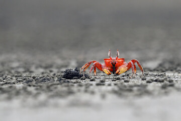 Painted Ghost Crab (Ocypode gaudichaudii) on dark volcanic sand with gray background. Red crab on dark sand.