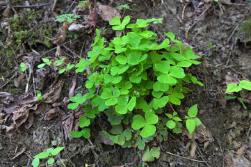 Green three heart-shaped leaves Wood Sorrel (Oxalis)