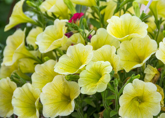 Yellow fresh and beautiful potted flowers