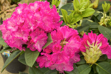 Pink fresh and beautiful potted flowers