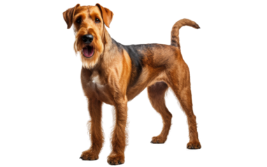Airedale Terrier Canine on white background