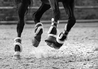horse legs sport 
