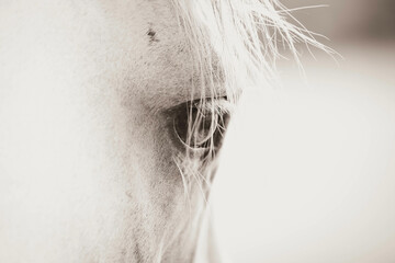 Horse art eye 