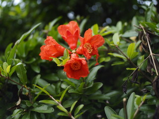 道端に咲くザクロの花