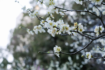 白い梅の花