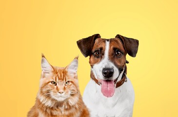 Portrait of cheerful pet dog and cat