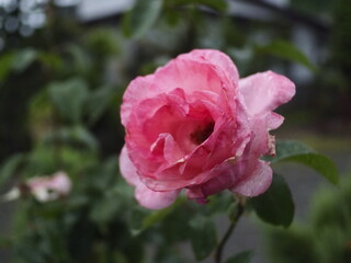薄くピンクに色づくガーデンローズ