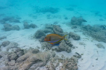 Blue banded surgeonfish (Acanthurus lineatus). Tropical and coral sea fish. Beautiful underwater...